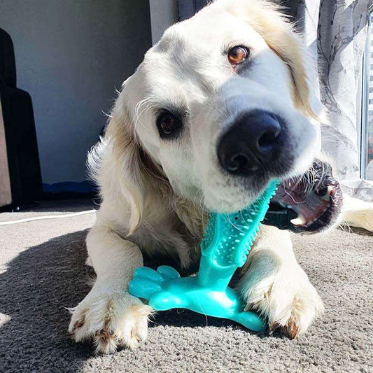 Dog DIY Toothbrush Stick